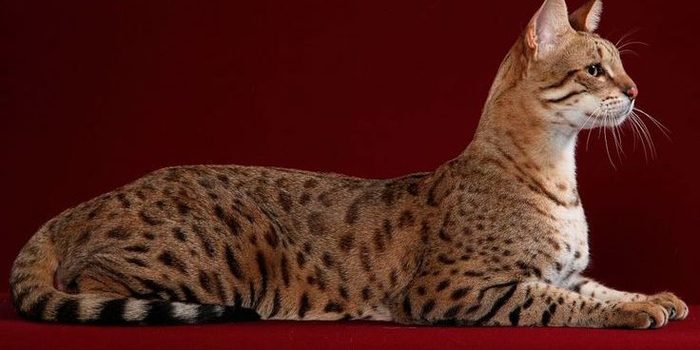 The most expensive cat breeds - My, , cat, Cat breeds, Longpost