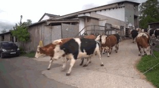Домашние животные - это не только кошки и собаки. Корова. Хватит обходить вниманием этих красивых и вкусных животных! Корова, Трава, Чудо-Трава, Гифка, Длиннопост