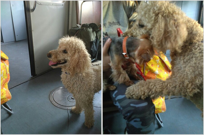 Dog Busya and the secret of attractiveness - Dog, cat, Train, Poodle, Fanya, Krasnoyarsk, Longpost