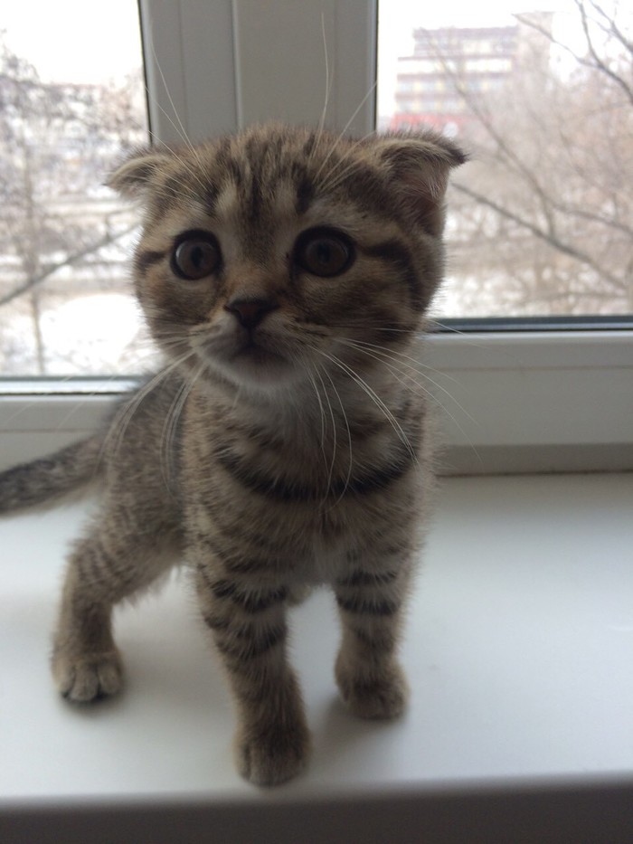 Tadpole - My, cat, Scottish lop-eared, Catomafia