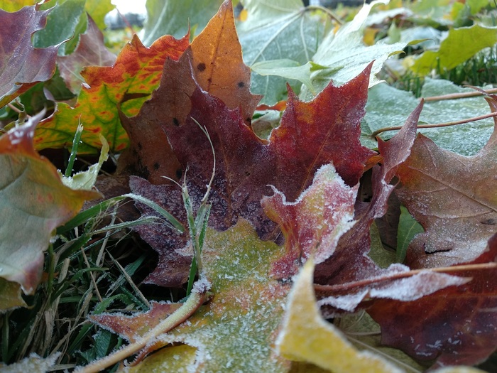 A few early morning frosts. - My, The photo, Frost, Leaves, Mobile photography, Xiaomi Mi A1, Longpost