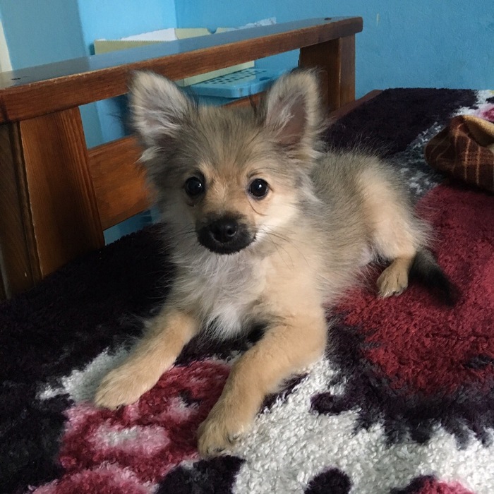 Spitz? - My, Pomeranian, Spitz, Dog