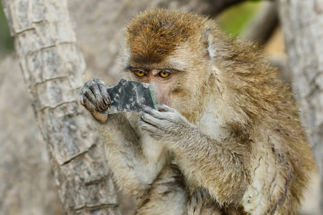 Macaque enchanted by reflection in a piece of broken mirror - Toque, Moment, The photo