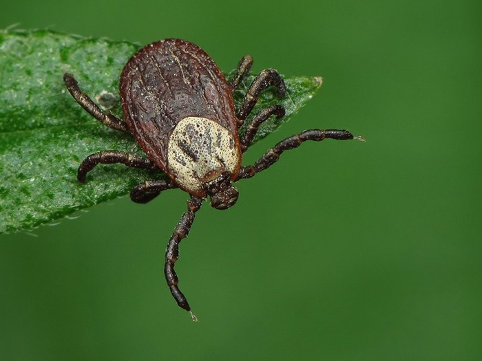 About ticks - My, Mite, Vaccine, What to do, Encephalitis