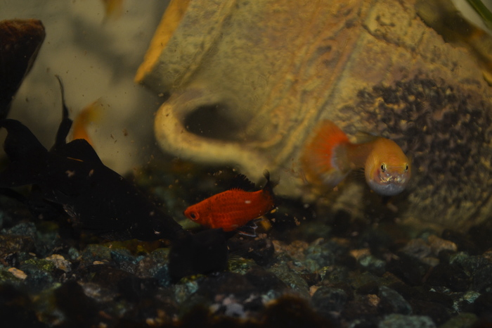 aquarium fish - My, A fish, Aquarium, Mollies, The photo, Guppy, Longpost