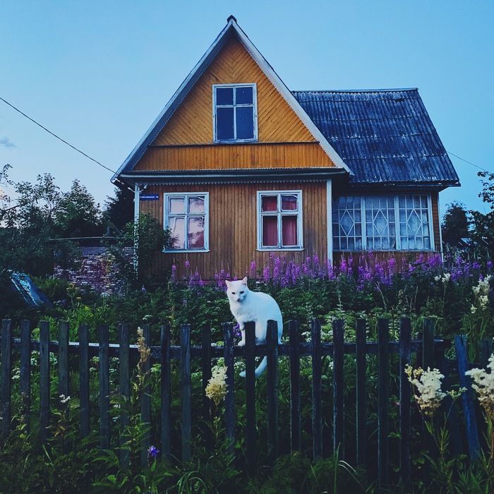 My house, my fence, a man came from here ... - My, Catomafia, DNP, Owner, Evening, cat