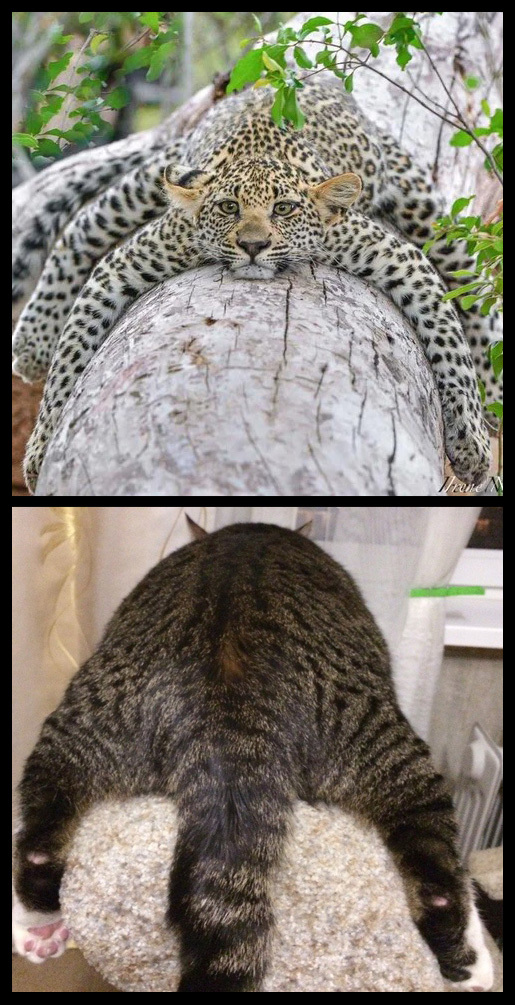 Kotovasia - My, Animals, cat, Leopard, Similarity