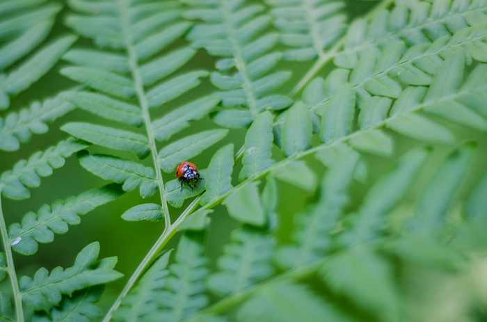 summer :) - My, Summer, Nature, Sunset, Starry sky, Dog, Mushrooms, Insects, The photo, Longpost