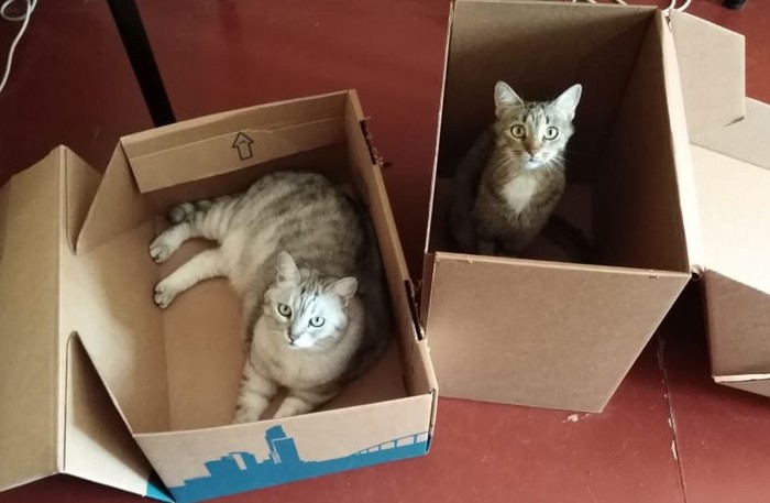 Ready to throw out the boxes - Box, Catomafia, cat