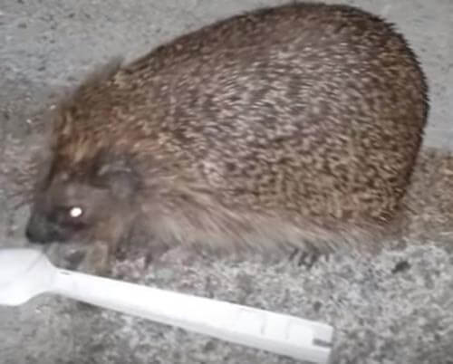 Love for sweets did not bring the hedgehog to good - Hedgehog, The rescue, Animal Rescue, Video