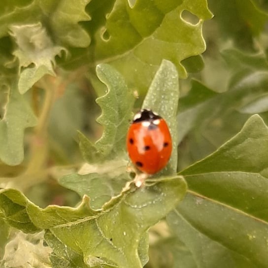 Photo session for insects - My, Insects, The photo, Entomology, Жуки, Longpost