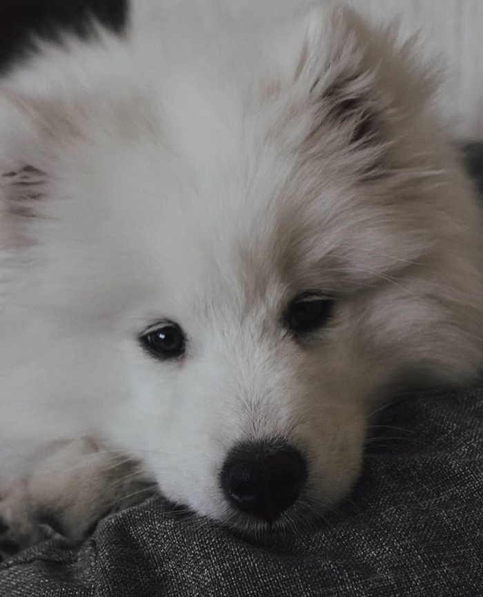 Meet Misha - My, Dog, Puppies, Samoyed