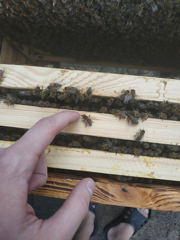 The Chosen One - My, Bees, Hive, , Insects