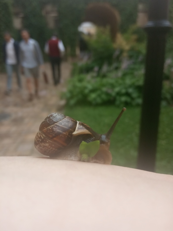 Random snail. - My, Snail, Clover, The photo