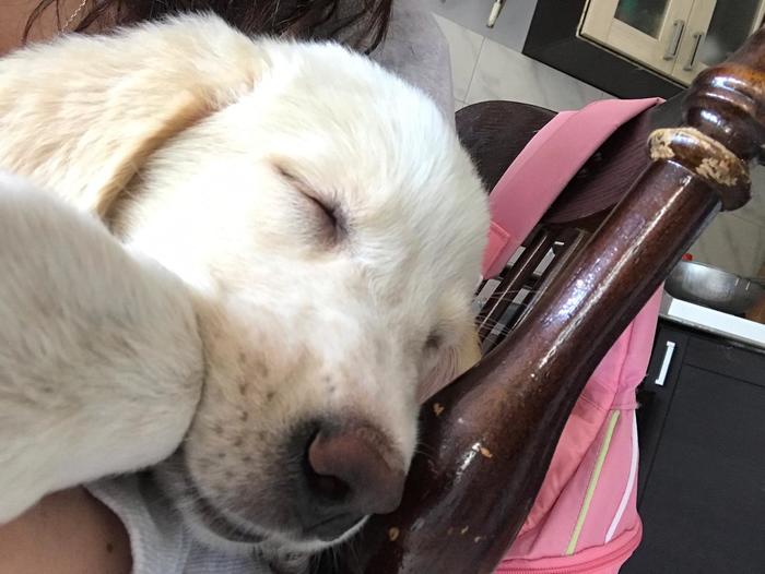 Retriever puppy is looking for mom and dad! - My, Puppies, Milota, Longpost, Dog, Troitsk, Golden retriever, No rating, In good hands