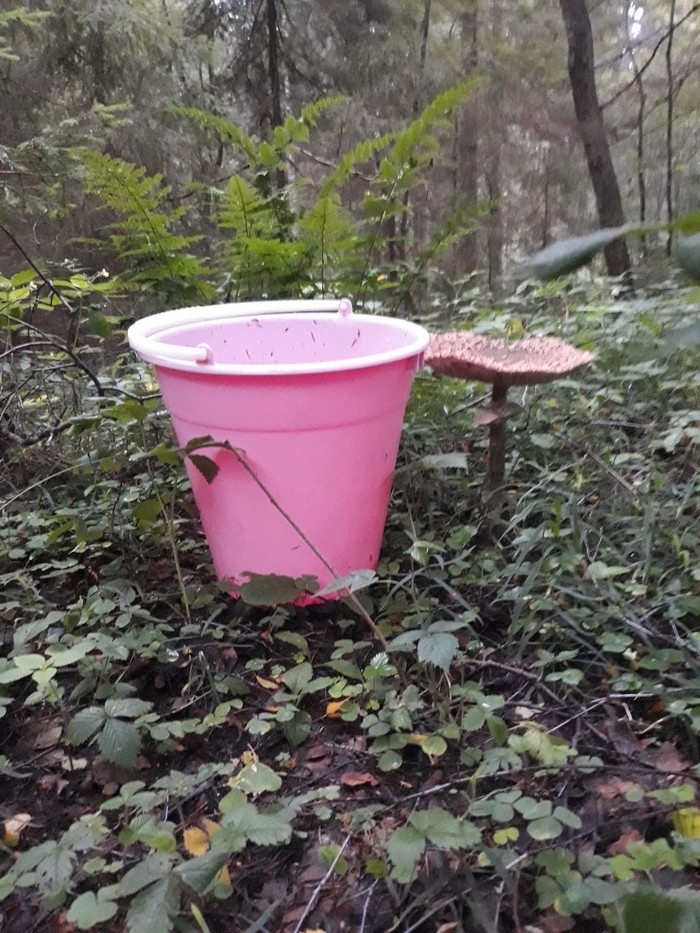 Hey mushroom picker! Come here, don't be afraid. - Mushrooms, My, Silent hunt, Forest