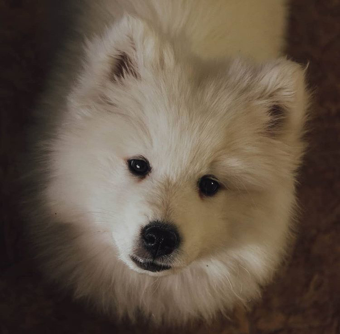 Samoyed in the apartment. Part 4. Revelation - My, Dog, Puppies, Samoyed