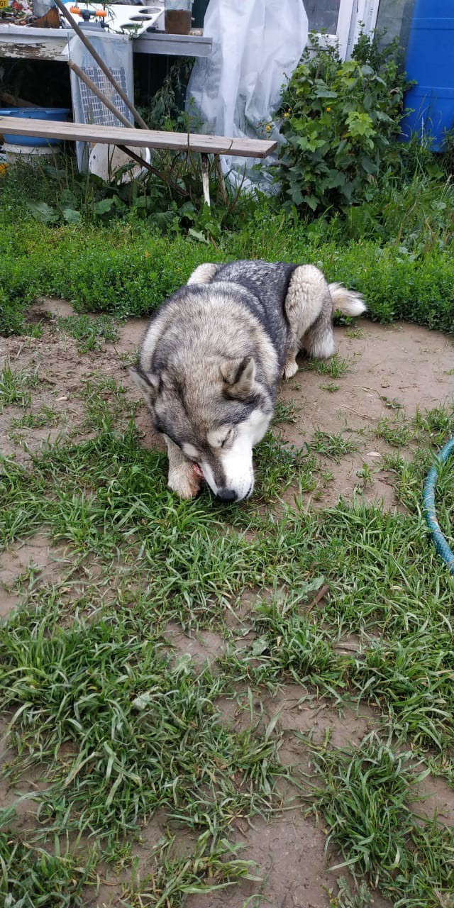 Found a dog!!! [Fixed] - My, Obninsk, Husky, Lost, No rating, Dog, The dog is missing, Alaskan Malamute