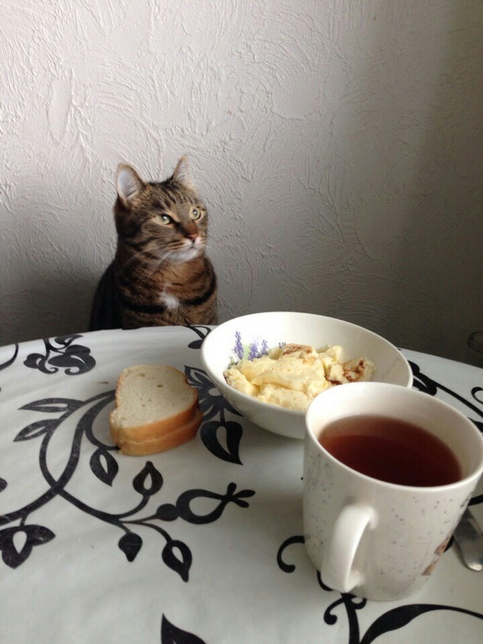 Breakfast with a person - Catomafia, My, cat, Philosophy, Everyday