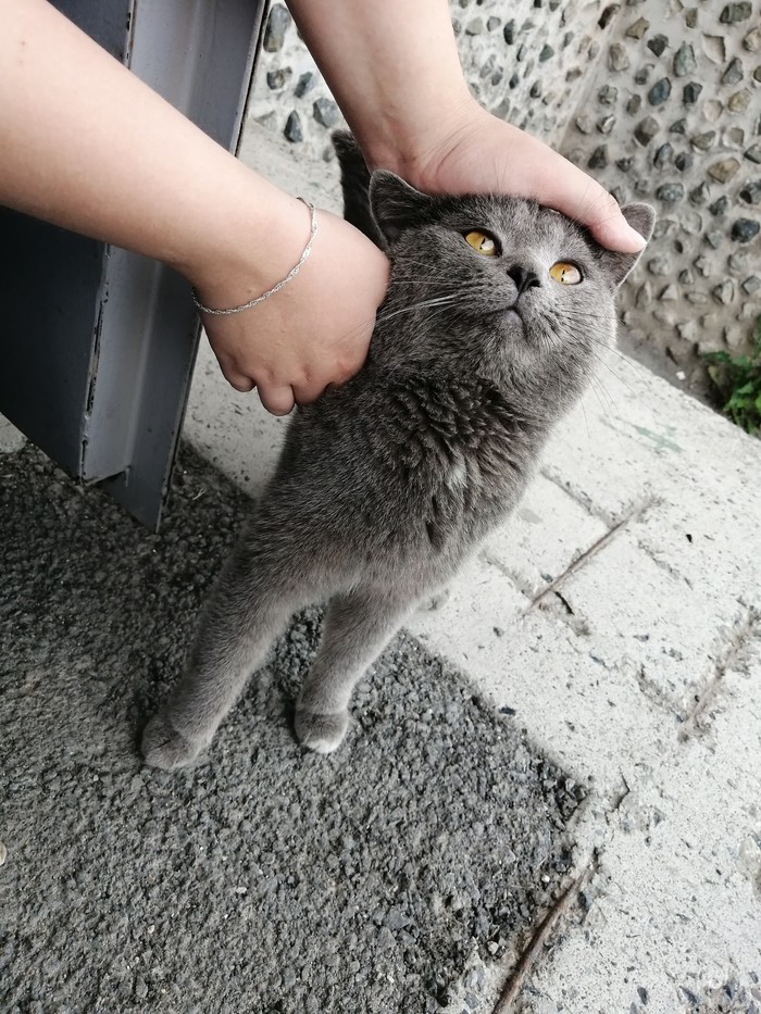 Found a cat. - cat, Asbestos, Lost, No rating