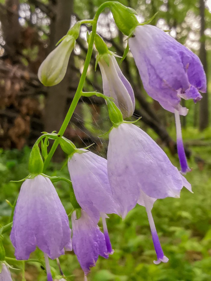 Summer sketches - My, Mobile photography, Huawei mate 20, ladybug, Longpost, Flowers, Plants