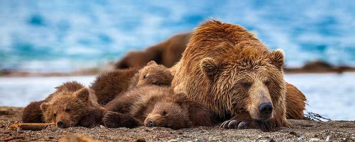 ����� ����� �������