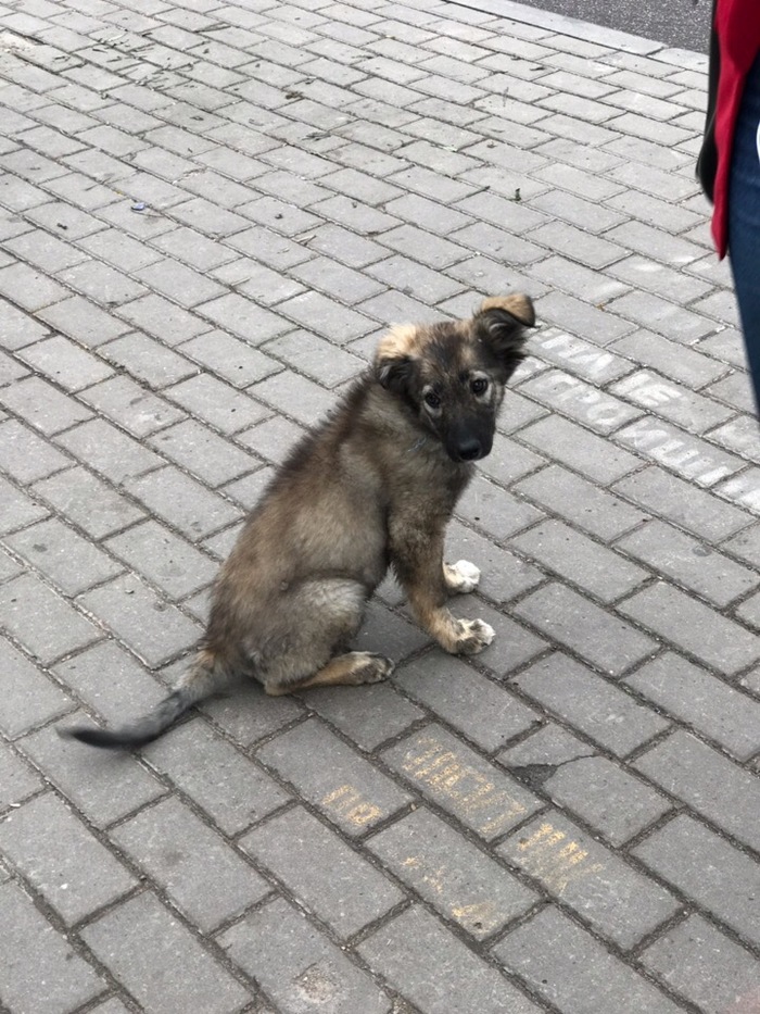 Puppy found! Looking for good hands! (St. Petersburg) - My, Help, The strength of the Peekaboo, Homeless animals, Saint Petersburg, Devyatkino, Murino