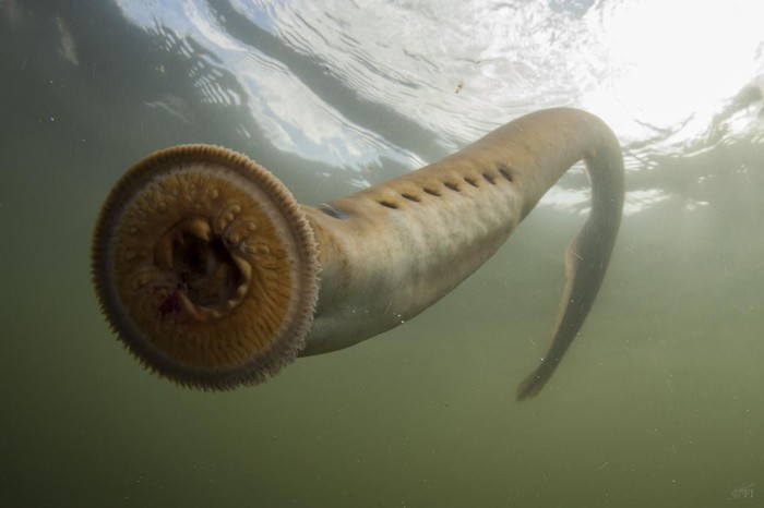 Lampreys are the most disgusting and amazing creatures that the ocean spawned. - Lamprey, Lamprey, Stranger, Horror, Water Monsters, Longpost