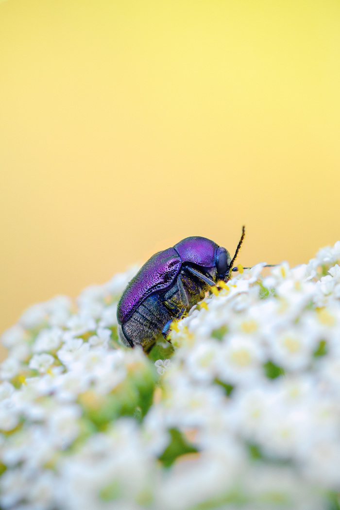 few bugs - My, Insects, Macro, Macro photography, Жуки, ladybug, Leaf beetle, Nature, Longpost