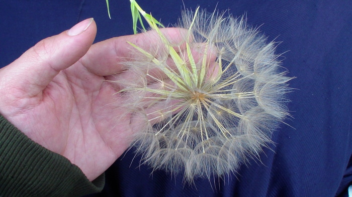 hyperdandelion - My, Dandelion, Forest