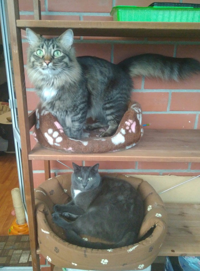 Cats on a perch - My, Catomafia, cat