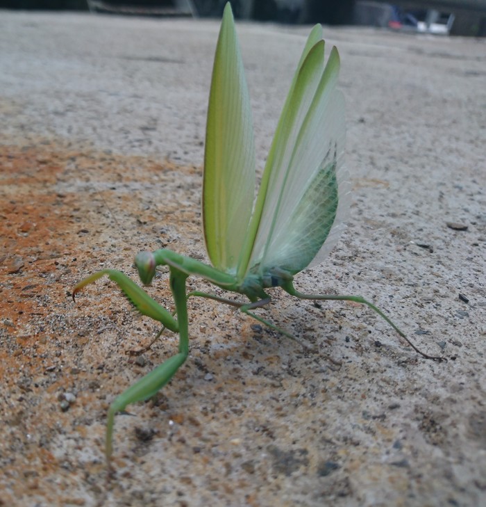 Aggressive praying mantis. - My, Mantis, Biology, Insects, Video, Longpost