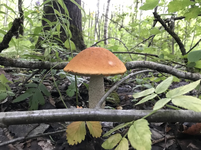 mushroom weekend - My, Mushrooms, Honey mushrooms, Forest, mushroom places, Nature, Longpost