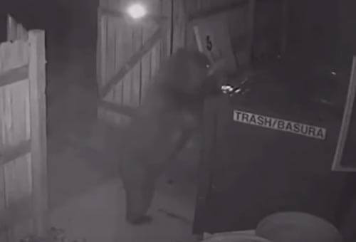 Unable to open the dumpster, the bear stole it in its entirety - The Bears, Animals, Theft, Curiosity, Video