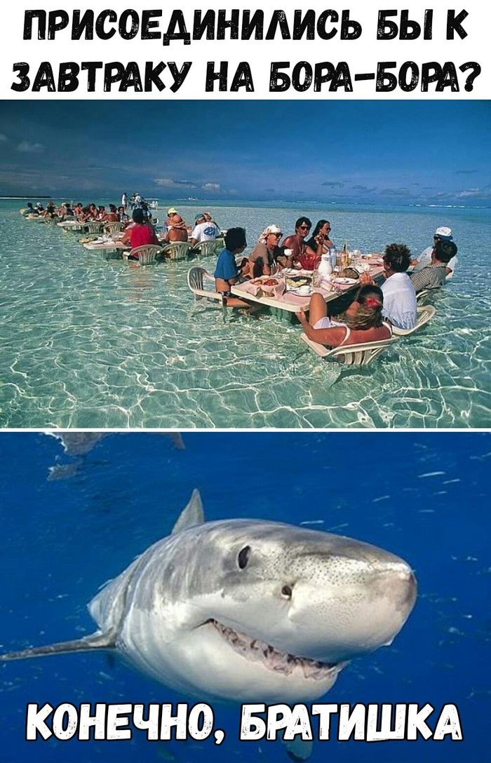 Would you like to join breakfast in Bora Bora? - Shark, Breakfast, Bora Bora, Water, Sea, Food