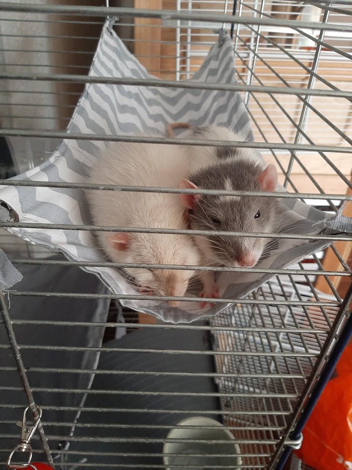 Хитрые носы