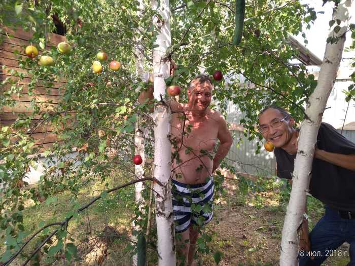 In Yakutia, a new variety of fruit-bathing plants was developed that does not require watering - My, Yakutia, Plants, 