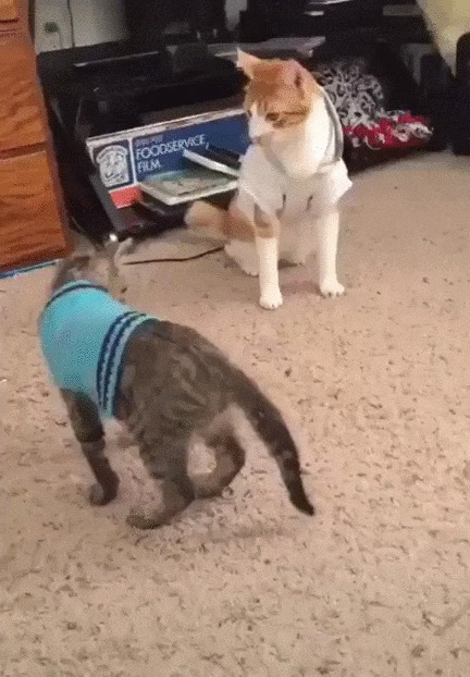 Получай! Кот, Котомафия, Домашние животные, Задира, Удар, Видео, Гифка