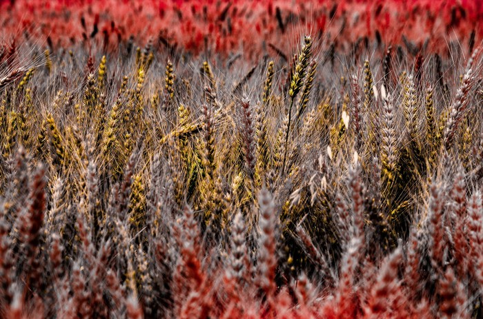 And the gold of the fields mixed - My, Landscape, Field, Corn