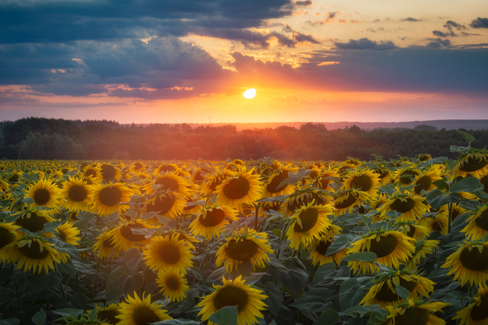 Летний вечер