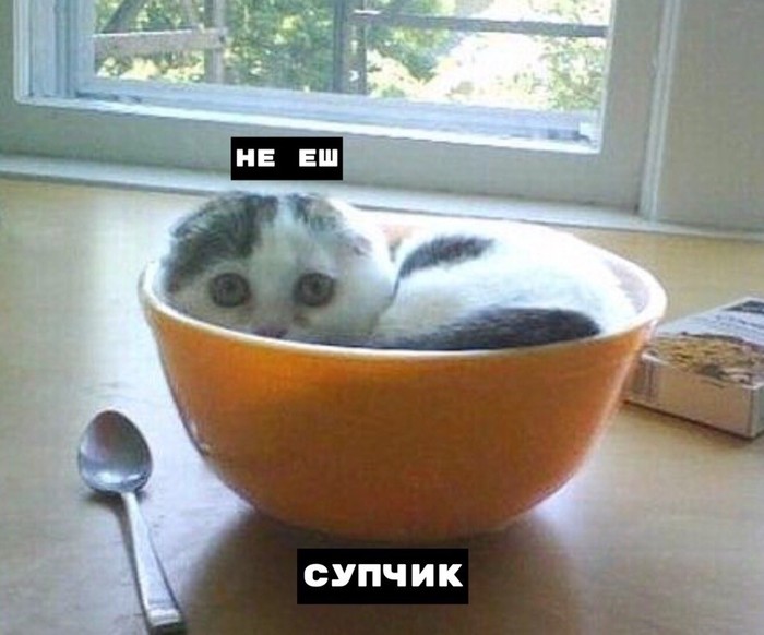 Классификация жидКОТстей | Пикабу