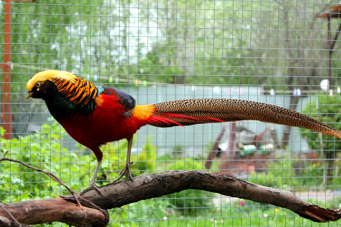 Every hunter wants to know where the pheasant sits - My, Birds, Pheasant, Ornithology, Pet, Animals, Pets, Real life story, Longpost