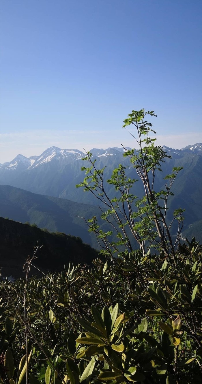 Noticing the small - My, Beginning photographer, The mountains, Plants, Krasnaya Polyana