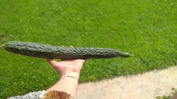 Огурчик пикабушника