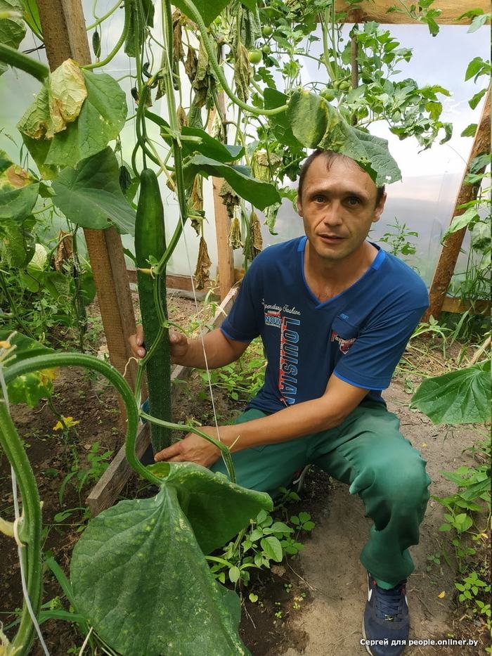 A resident of Kalinkovichi (Belarus) already has 72 centimeters and continues to grow. Belarusians began to measure cucumbers - Onliner, Onliner by, Longpost, Numbers, Cucumbers