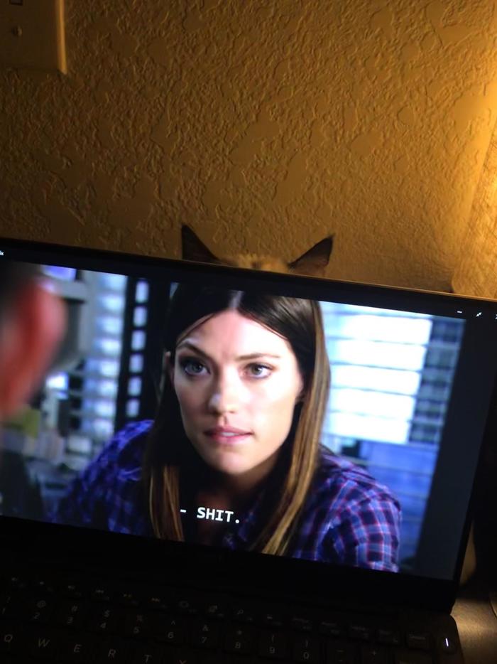 Shit with ears - cat, Ears, Coincidence, Notebook, Frame, Debra Morgan