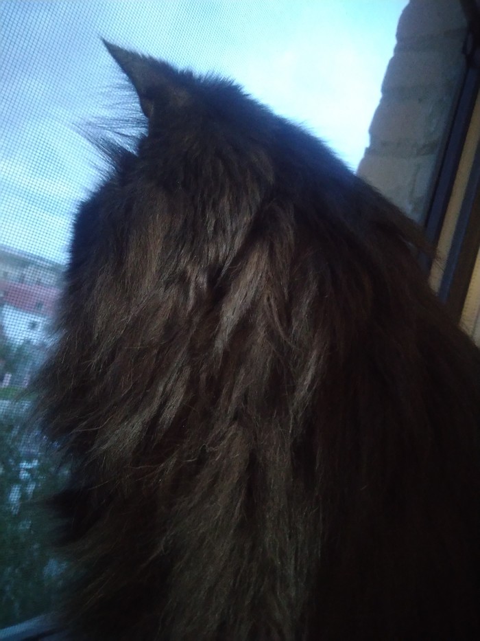 Hello everyone from the Urals :) - My, cat, Mowgli, Longpost