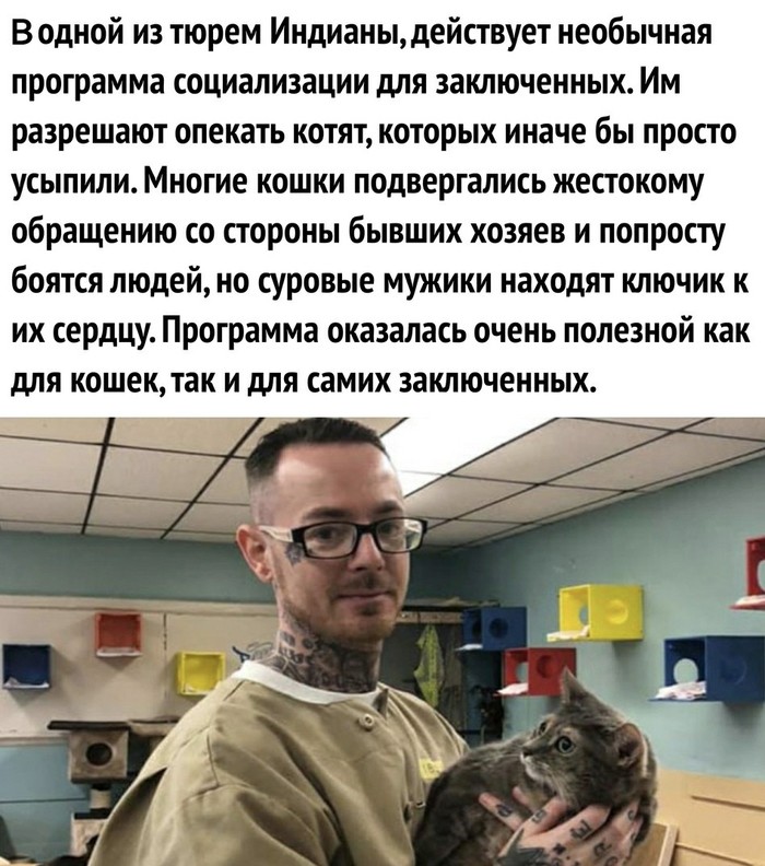 Тюрьма, заключённые, и...котики.