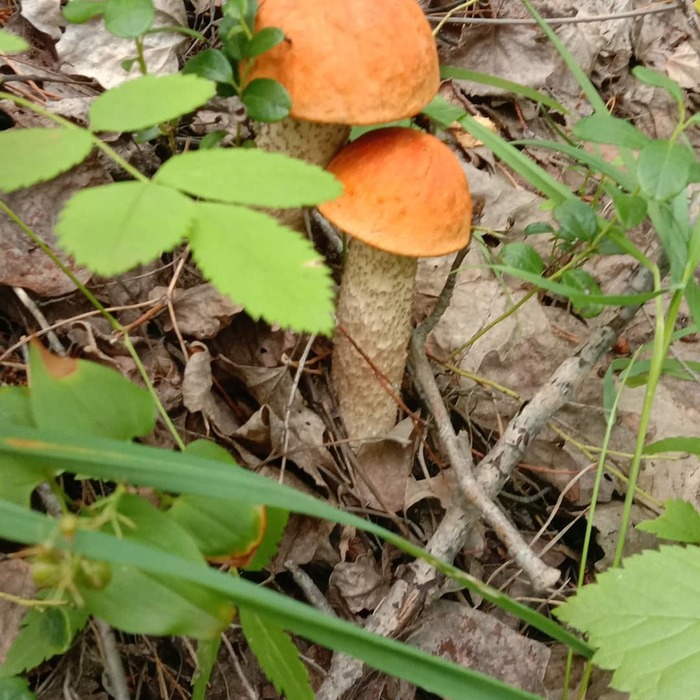 First mushrooms. - My, Mushrooms, The first, Siberia, Irkutsk region