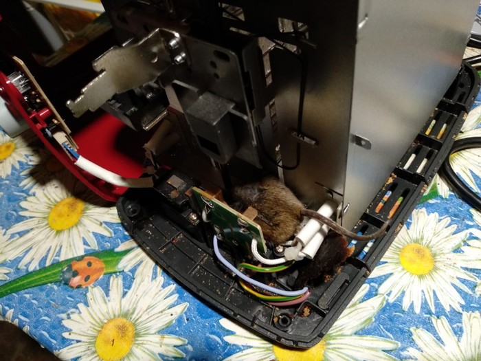 The toaster doesn't work. - My, Mousetrap, Mouse, Repair of equipment